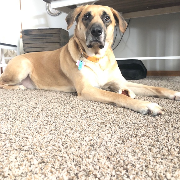 Meet your Posher, Sarah - Picture 3 of 8